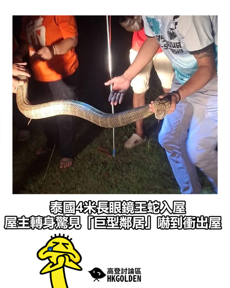 【泰國4米長眼鏡王蛇入屋 屋主轉身驚見「巨型鄰居」嚇到衝出屋】 【泰國4米長眼鏡王蛇入屋 屋主轉身驚見「巨型鄰居」嚇到衝出屋】
