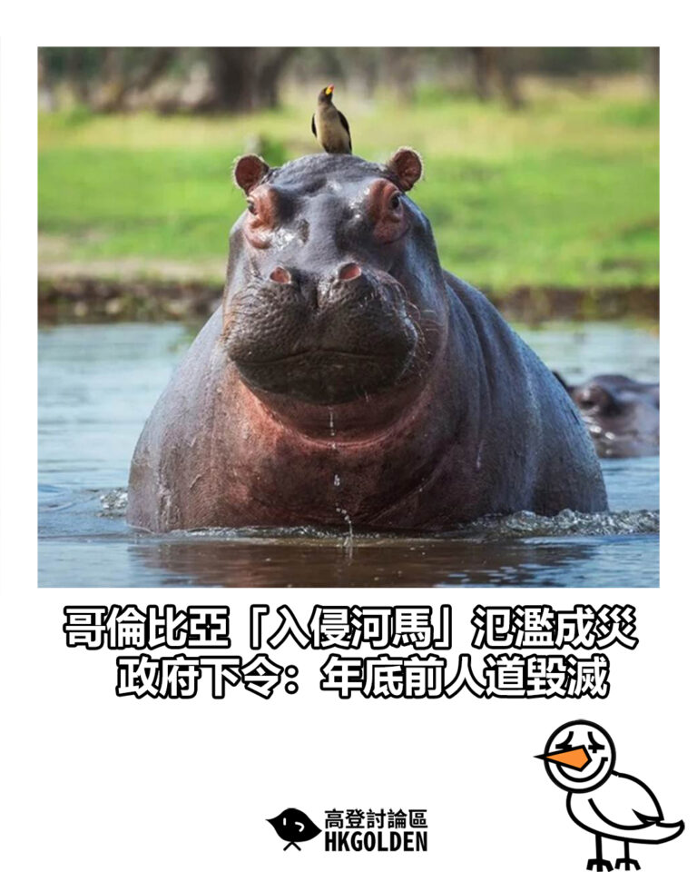 【哥倫比亞「入侵河馬」氾濫成災 政府下令:年底前人道毀滅】 【哥倫比亞「入侵河馬」氾濫成災 政府下令:年底前人道毀滅】