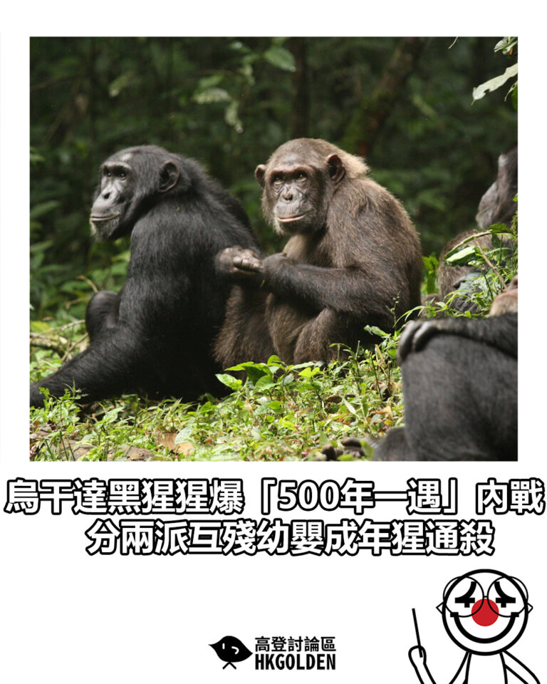 【烏干達黑猩猩爆「500年一遇」內戰  分兩派互殘幼嬰成年猩通殺】