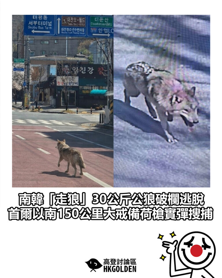 【南韓「走狼」30公斤公狼破欄逃脫 首爾以南150公里大戒備荷槍實彈搜捕】 【南韓「走狼」30公斤公狼破欄逃脫 首爾以南150公里大戒備荷槍實彈搜捕】