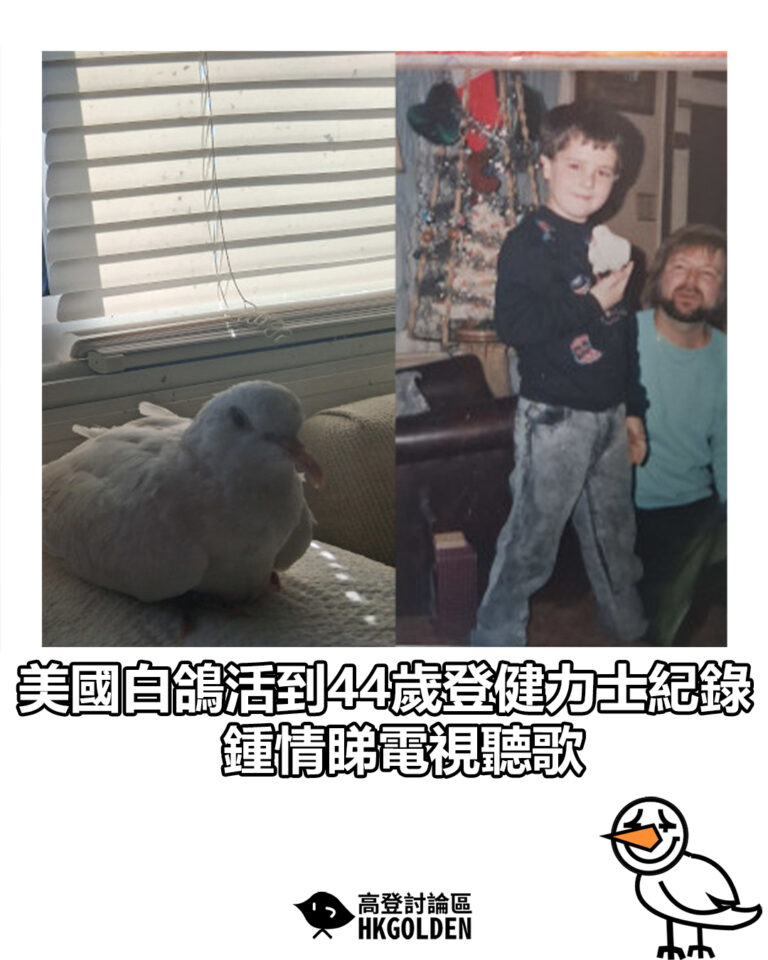 【美國白鴿活到44歲登健力士紀錄 鍾情睇電視聽歌】 【美國白鴿活到44歲登健力士紀錄 鍾情睇電視聽歌】