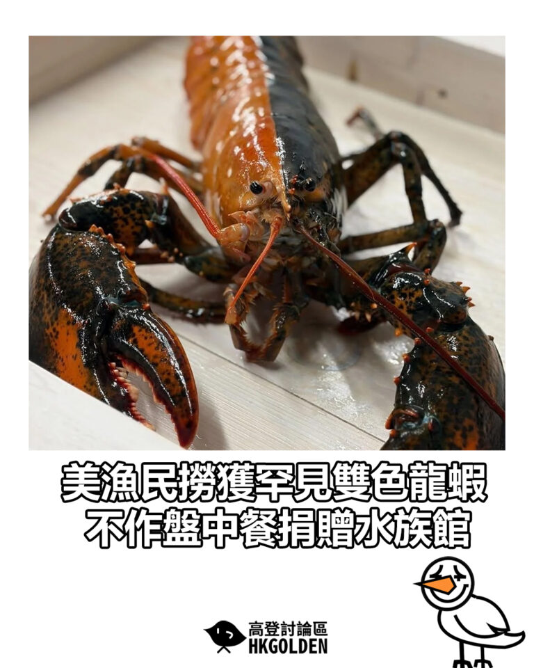 【美漁民撈獲罕見雙色龍蝦 不作盤中餐捐贈水族館】 【美漁民撈獲罕見雙色龍蝦 不作盤中餐捐贈水族館】