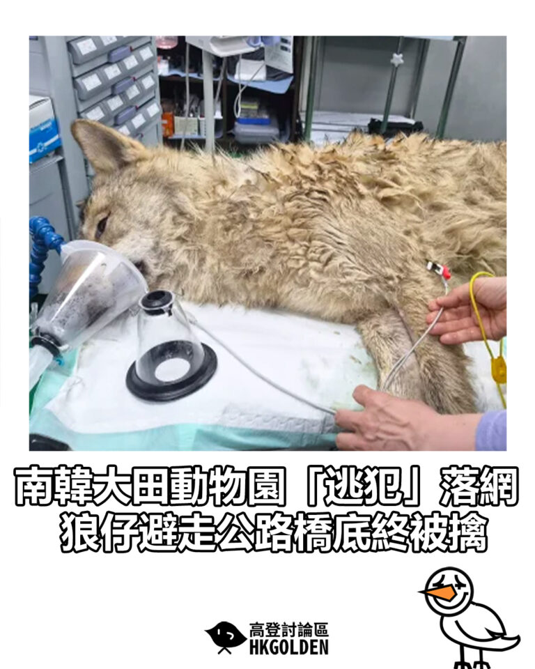 【南韓大田動物園「逃犯」落網 狼仔避走公路橋底終被擒】 【南韓大田動物園「逃犯」落網 狼仔避走公路橋底終被擒】