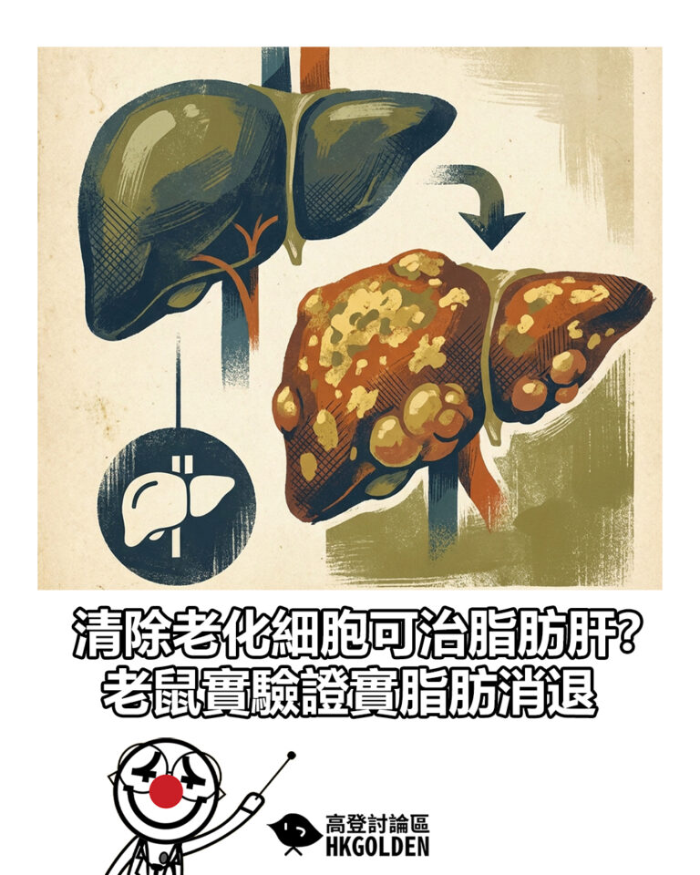 【清除老化細胞可治脂肪肝?老鼠實驗證實脂肪消退】 【清除老化細胞可治脂肪肝?老鼠實驗證實脂肪消退】