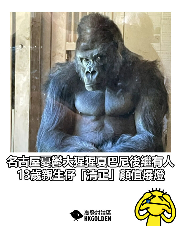 【名古屋憂鬱大猩猩夏巴尼後繼有人 13歲親生仔「清正」顏值爆燈】 【名古屋憂鬱大猩猩夏巴尼後繼有人 13歲親生仔「清正」顏值爆燈】