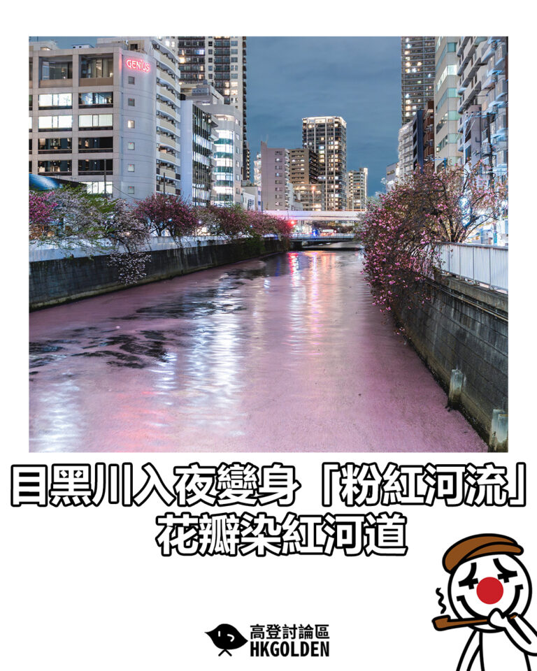【目黑川入夜變身「粉紅河流」 花瓣染紅河道】