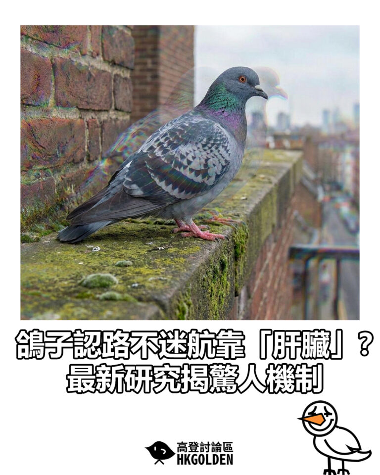 【鴿子認路不迷航靠「肝臟」？ 最新研究揭驚人機制】