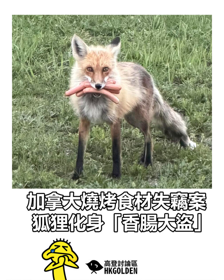 【加拿大燒烤食材失竊案 狐狸化身「香腸大盜」】 【加拿大燒烤食材失竊案 狐狸化身「香腸大盜」】