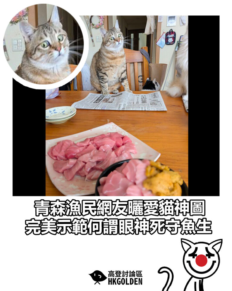 【青森漁民網友曬愛貓神圖 完美示範何謂眼神死守魚生】 【青森漁民網友曬愛貓神圖 完美示範何謂眼神死守魚生】