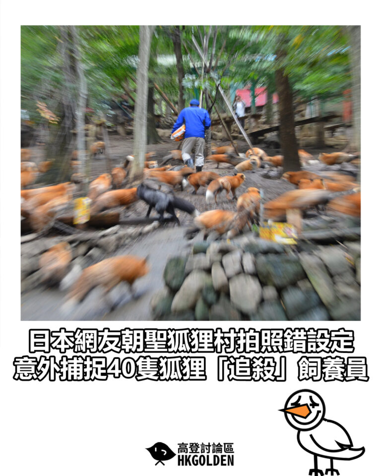 【日本網友朝聖狐狸村拍照錯設定  意外捕捉40隻狐狸「追殺」飼養員】