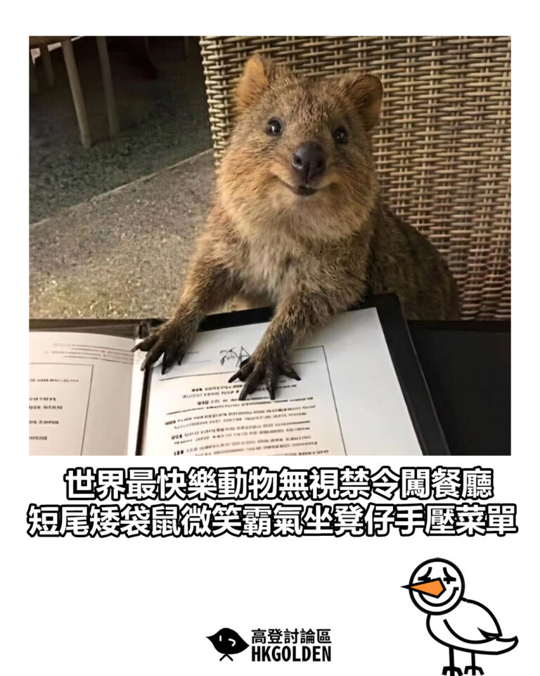 【世界最快樂動物無視禁令闖餐廳 短尾矮袋鼠微笑霸氣坐凳仔手壓菜單】 【世界最快樂動物無視禁令闖餐廳 短尾矮袋鼠微笑霸氣坐凳仔手壓菜單】