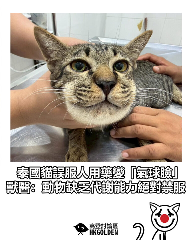 【泰國貓誤服人用藥變「氣球臉」 獸醫：動物缺乏代謝能力絕對禁服】