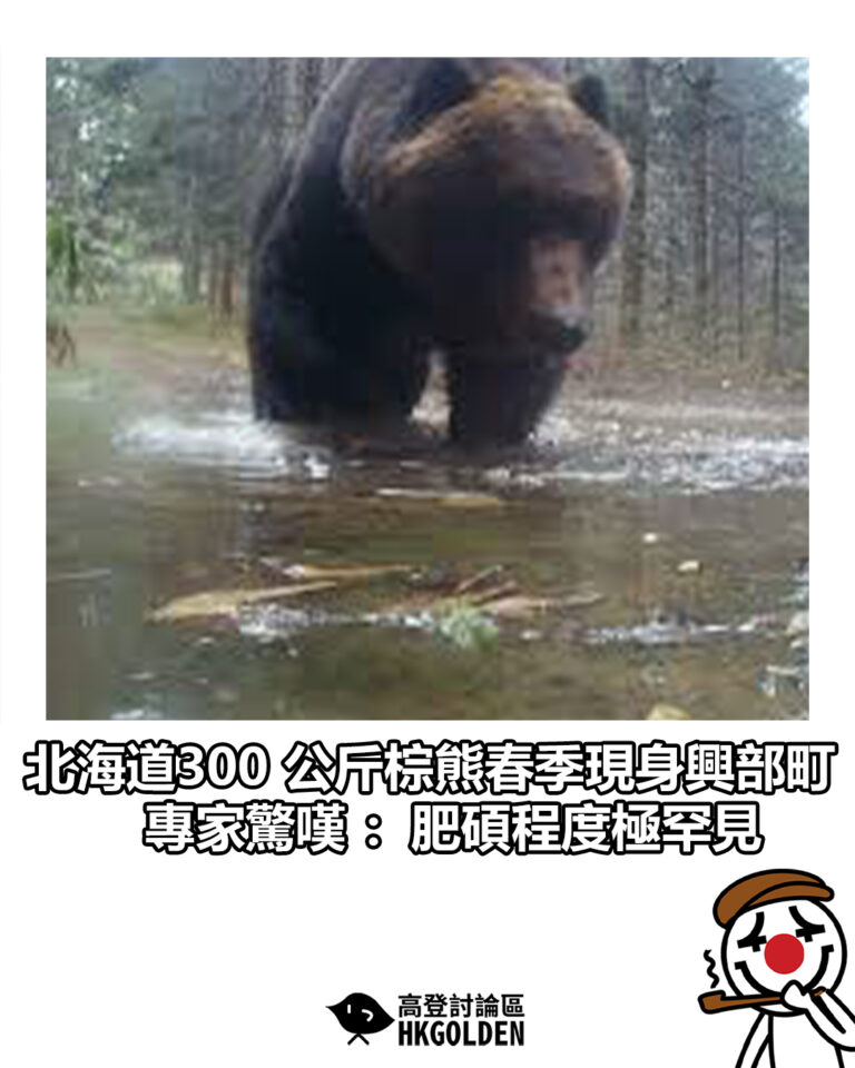 【北海道300 公斤棕熊春季現身興部町 專家驚嘆:肥碩程度極罕見】 【北海道300 公斤棕熊春季現身興部町 專家驚嘆:肥碩程度極罕見】