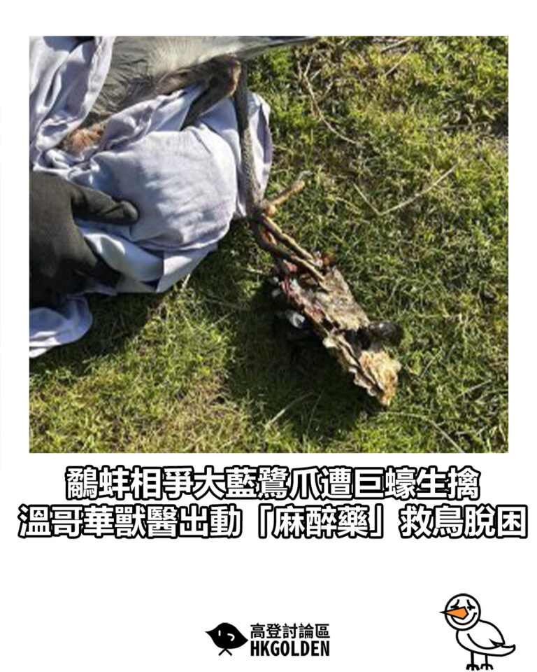 【鷸蚌相爭大藍鷺爪遭巨蠔生擒  溫哥華獸醫出動「麻醉藥」救鳥脫困】