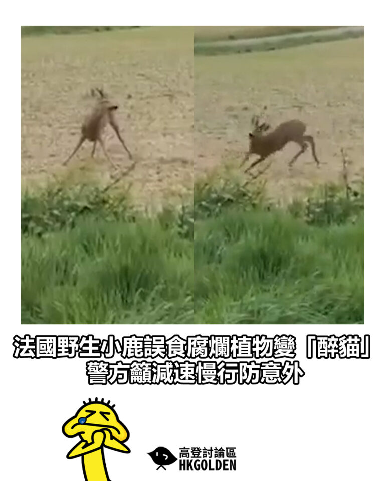 【法國野生小鹿誤食腐爛植物變「醉貓」 警方籲減速慢行防意外】 【法國野生小鹿誤食腐爛植物變「醉貓」 警方籲減速慢行防意外】