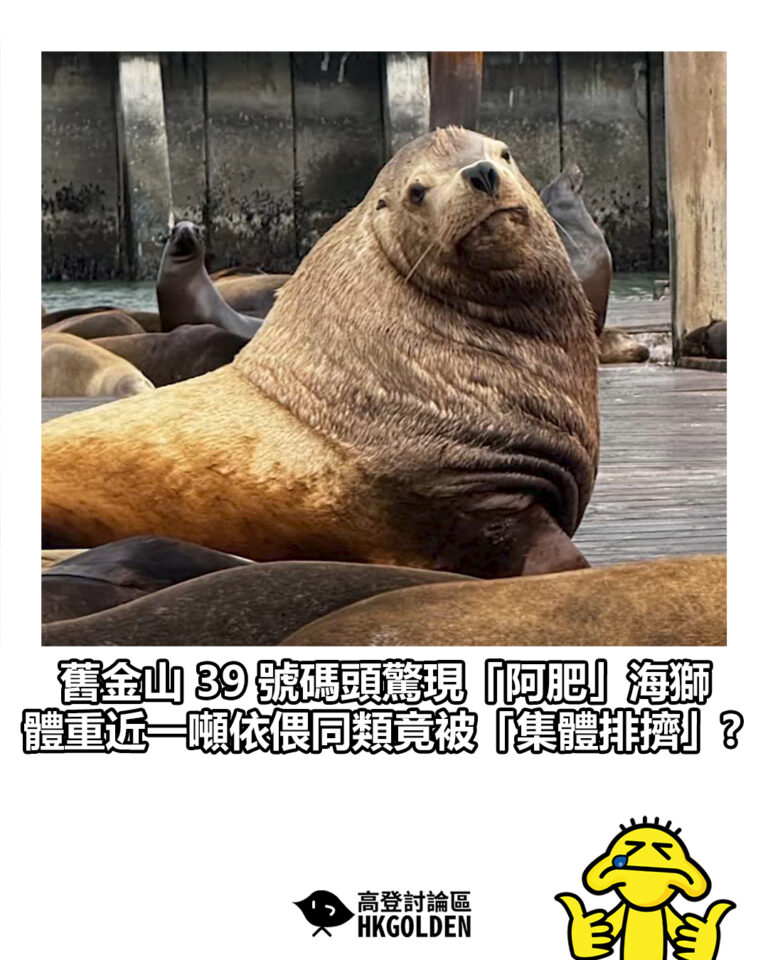 【舊金山 39 號碼頭驚現「阿肥」海獅 體重近一噸依偎同類竟被「集體排擠」?】
