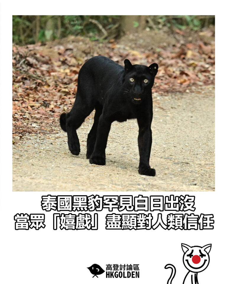【泰國黑豹罕見白日出沒 當眾「嬉戲」盡顯對人類信任】
