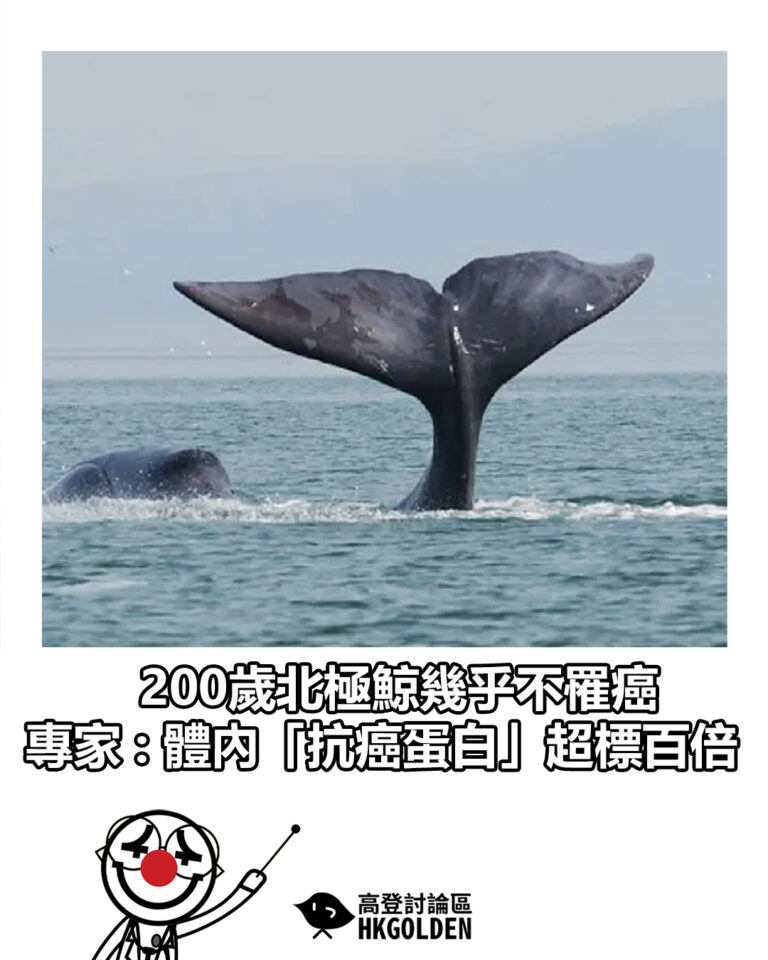 【200歲北極鯨幾乎不罹癌 專家 : 體內「抗癌蛋白」超標百倍】 【200歲北極鯨幾乎不罹癌 專家 : 體內「抗癌蛋白」超標百倍】