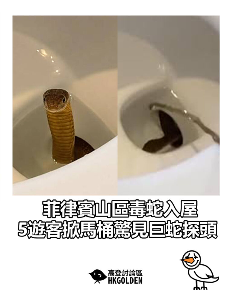 【菲律賓山區驚傳毒蛇入屋 5遊客掀馬桶驚見巨蛇探頭】