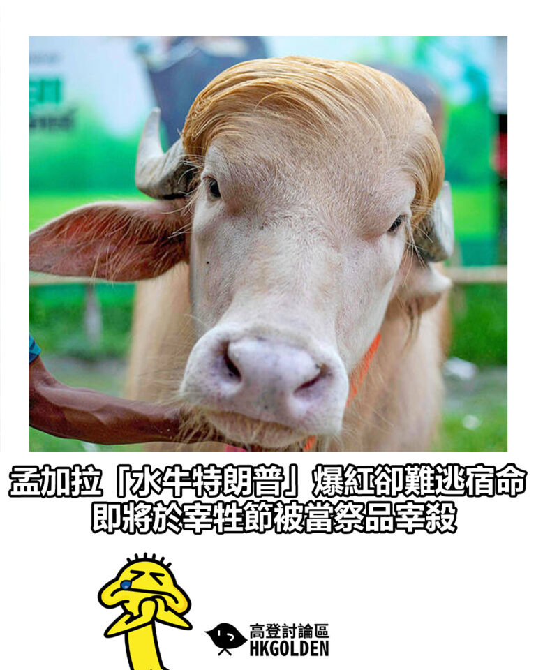 【孟加拉「水牛特朗普」爆紅卻難逃宿命 即將於宰牲節被當祭品宰殺】