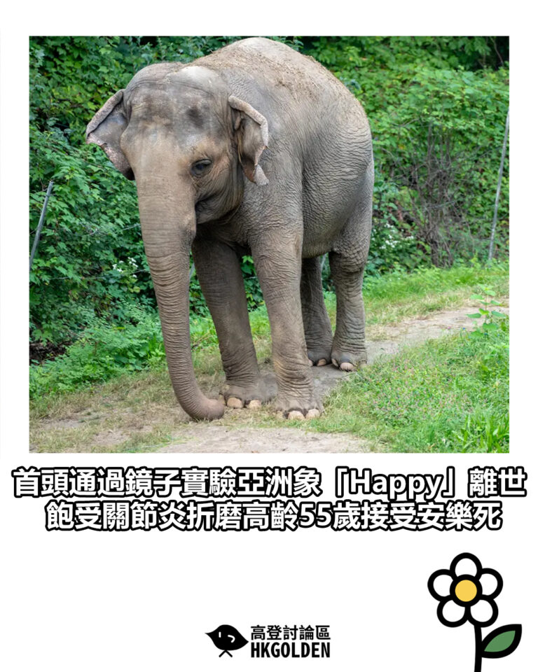 【首頭通過鏡子實驗亞洲象「Happy」離世  飽受關節炎折磨高齡55歲接受安樂死】