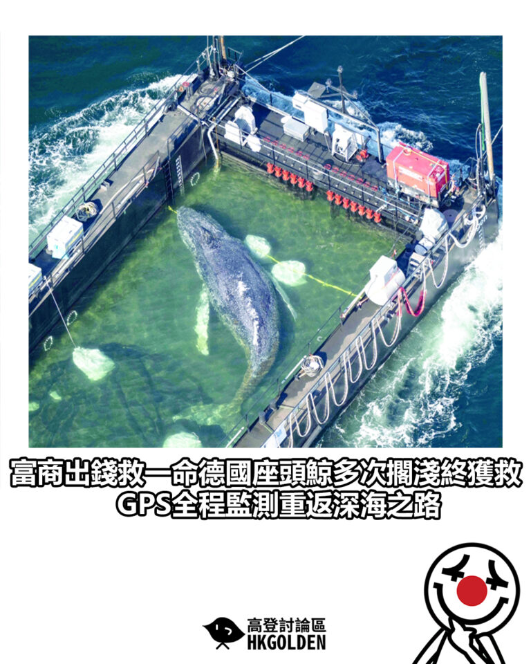 【富商出錢救一命德國座頭鯨多次擱淺終獲救 GPS全程監測重返深海之路】 【富商出錢救一命德國座頭鯨多次擱淺終獲救 GPS全程監測重返深海之路】