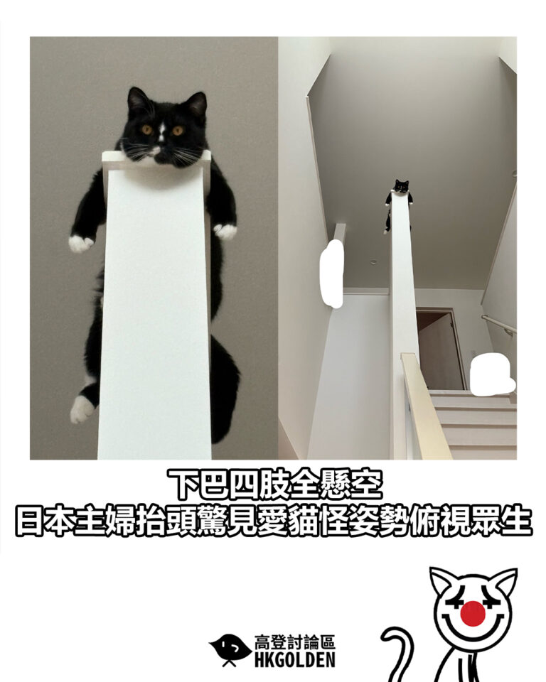 【下巴四肢全懸空 日本主婦抬頭驚見愛貓怪姿勢俯視眾生】 【下巴四肢全懸空 日本主婦抬頭驚見愛貓怪姿勢俯視眾生】
