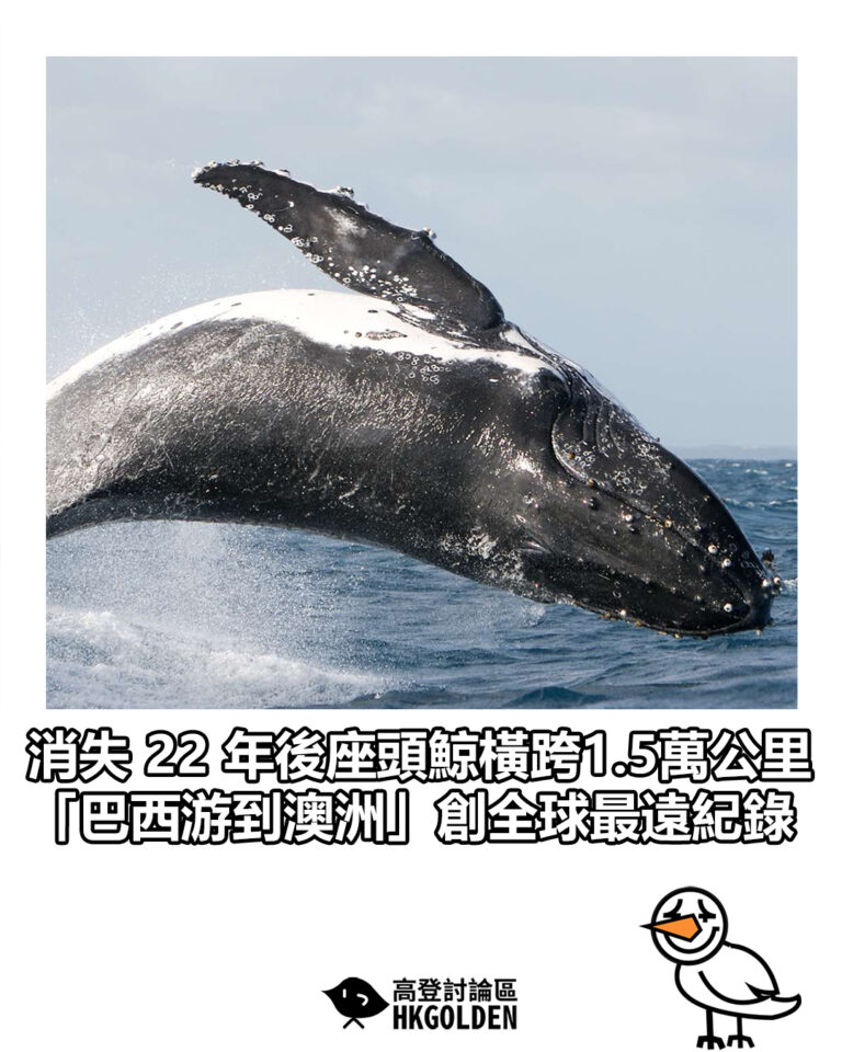 【消失 22 年後座頭鯨橫跨1.5萬公里 「巴西游到澳洲」創全球最遠紀錄】