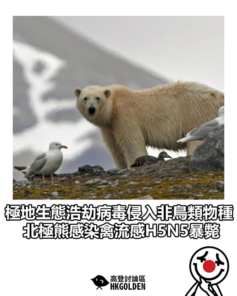【極地生態浩劫病毒侵入非鳥類物種 北極熊感染禽流感H5N5暴斃】 【極地生態浩劫病毒侵入非鳥類物種 北極熊感染禽流感H5N5暴斃】