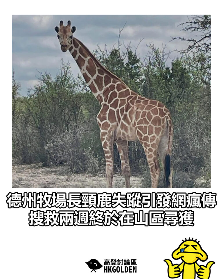 【德州牧場長頸鹿失蹤引發網瘋傳 搜救兩週終於在山區尋獲】