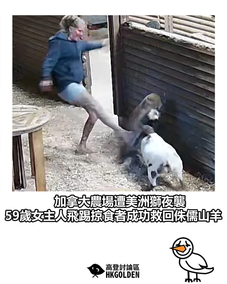 【加拿大農場遭美洲獅夜襲 59歲女主人飛踢掠食者成功救回侏儒山羊】