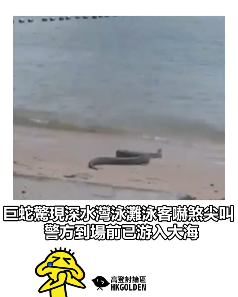 【巨蛇驚現深水灣泳灘泳客嚇煞尖叫 警方到場前已游入大海】
