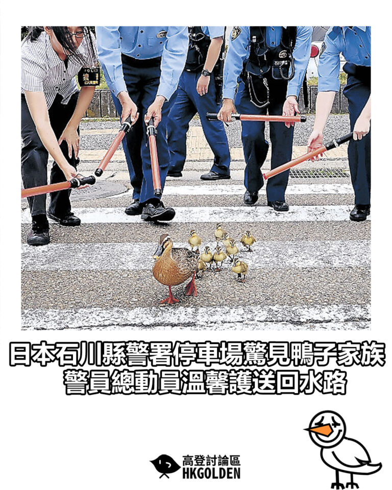 【日本石川縣警署停車場驚見鴨子家族 警員總動員溫馨護送回水路】