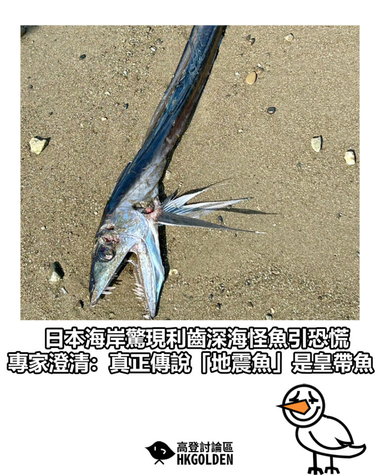 【日本海岸驚現利齒深海怪魚引恐慌 專家澄清：真正傳說「地震魚」是皇帶魚】