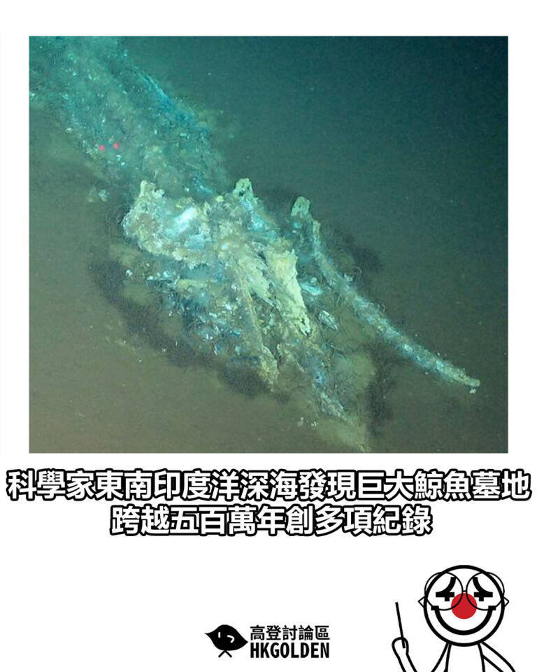 【科學家東南印度洋深海發現巨大鯨魚墓地 跨越五百萬年創多項紀錄】