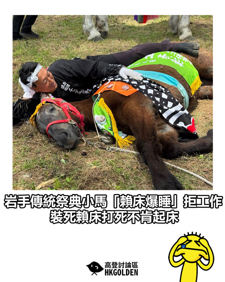 【岩手傳統祭典小馬「賴床爆睡」拒工作 裝死賴床打死不肯起床】