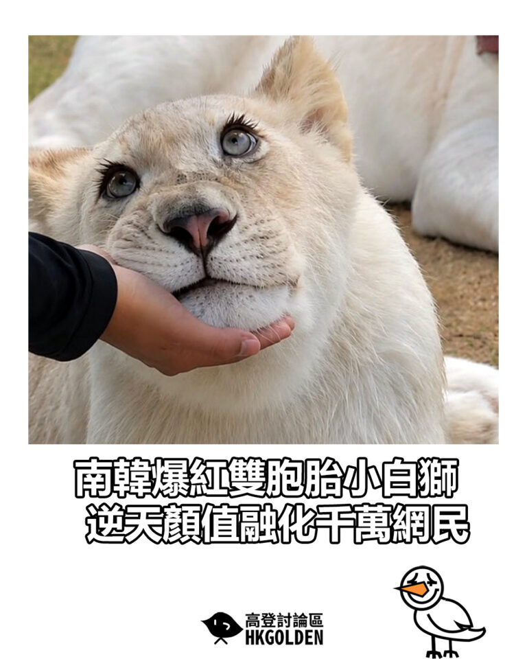 【南韓爆紅雙胞胎小白獅 逆天顏值融化千萬網民】 【南韓爆紅雙胞胎小白獅 逆天顏值融化千萬網民】