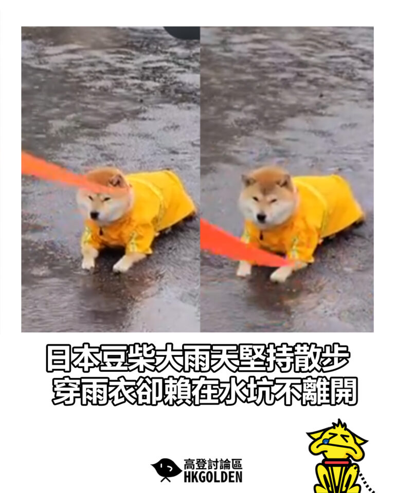 【日本豆柴大雨天堅持散步 穿雨衣卻賴在水坑不離開】 【日本豆柴大雨天堅持散步 穿雨衣卻賴在水坑不離開】