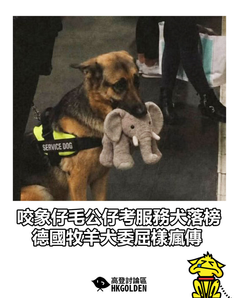 【咬象仔毛公仔考服務犬落榜 德國牧羊犬委屈樣瘋傳】 【咬象仔毛公仔考服務犬落榜 德國牧羊犬委屈樣瘋傳】