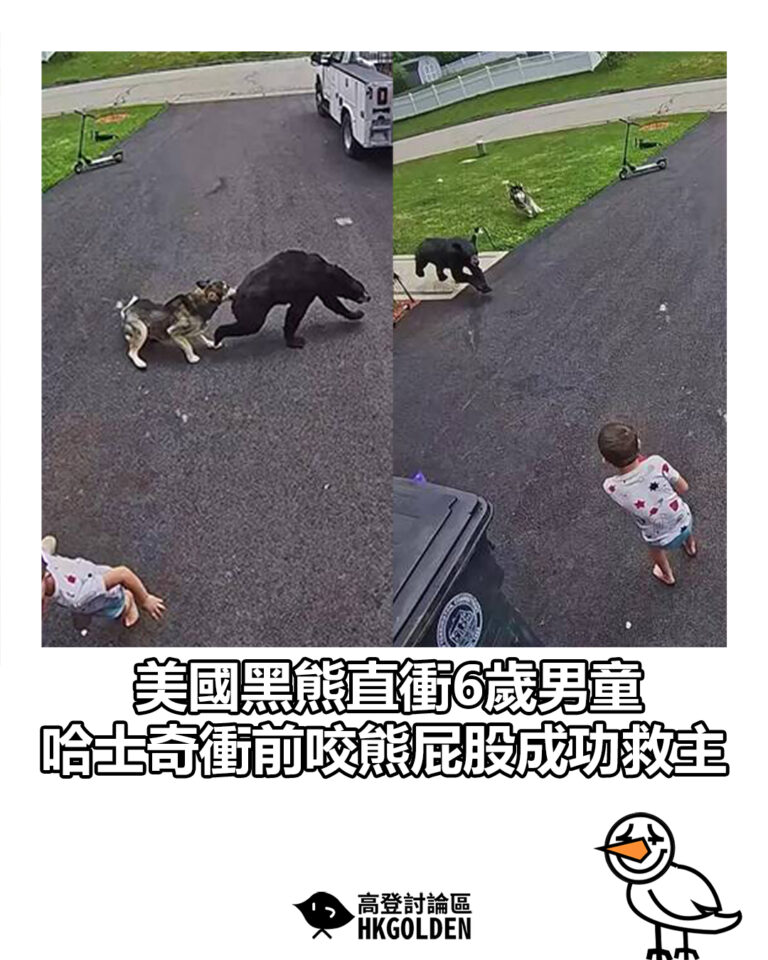 【美國黑熊直衝6歲男童 哈士奇衝前咬熊屁股成功救主】 【美國黑熊直衝6歲男童 哈士奇衝前咬熊屁股成功救主】
