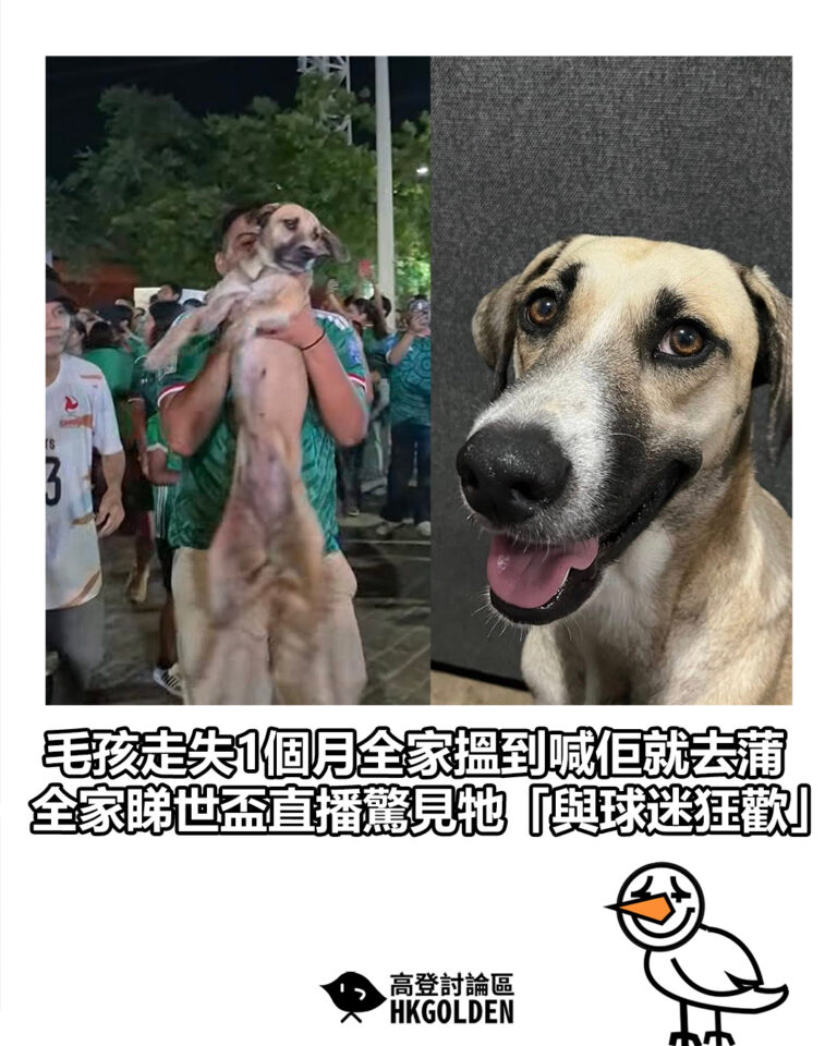 【毛孩走失1個月全家搵到喊佢就去蒲 全家睇世盃直播驚見牠「與球迷狂歡」 成功相認】
