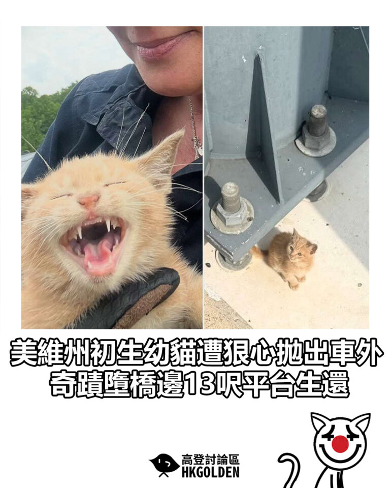 【美維州初生幼貓遭狠心拋出車外 奇蹟墮橋邊13呎平台生還 】 【美維州初生幼貓遭狠心拋出車外 奇蹟墮橋邊13呎平台生還 】