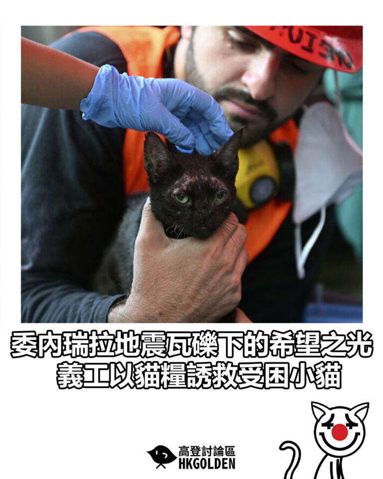 【委內瑞拉地震瓦礫下的希望之光  義工以貓糧誘救受困小貓】
