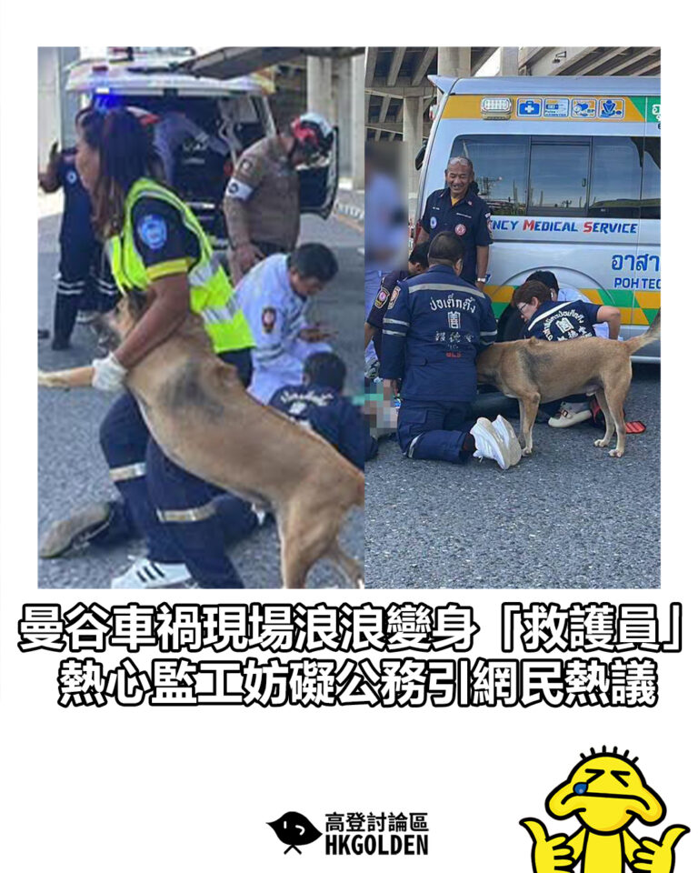 【曼谷車禍現場浪浪變身「救護員」 熱心監工妨礙公務引網民熱議】