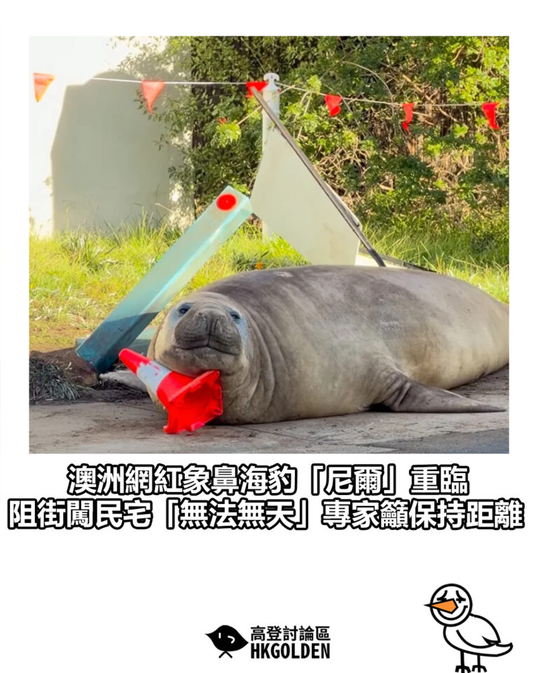 【澳洲網紅象鼻海豹「尼爾」重臨 阻街闖民宅「無法無天」專家籲保持距離】
