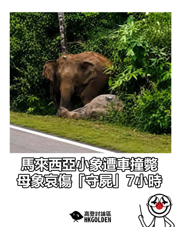 【馬來西亞小象遭車撞斃  母象哀傷「守屍」7小時】