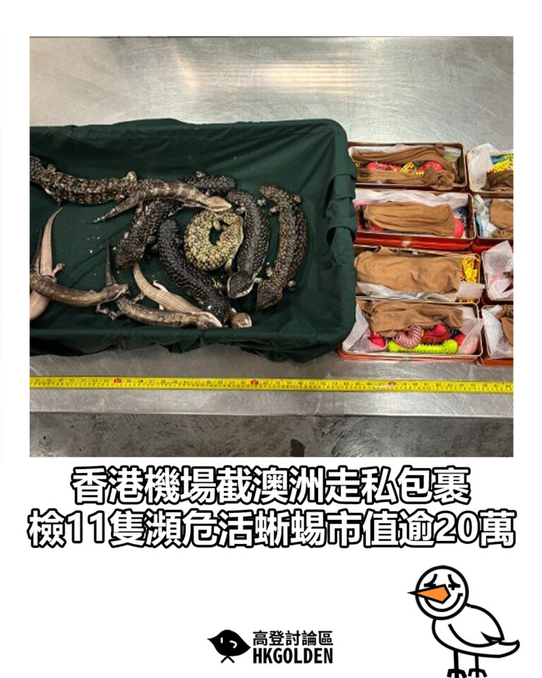 【香港機場截澳洲走私包裹 檢11隻瀕危活蜥蜴市值逾20萬】