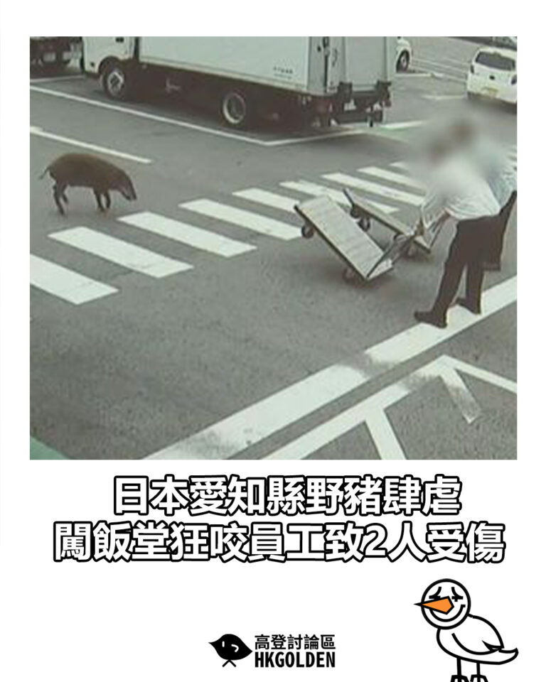 【日本愛知縣野豬肆虐 闖飯堂狂咬員工致2人受傷】 【日本愛知縣野豬肆虐 闖飯堂狂咬員工致2人受傷】
