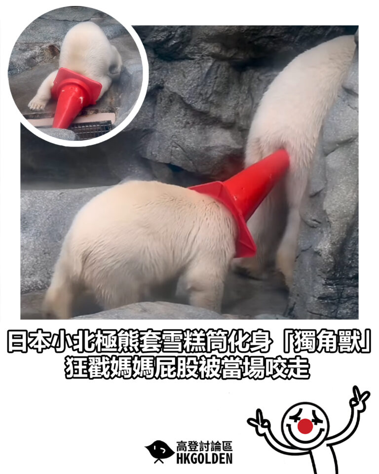 【日本小北極熊套雪糕筒化身「獨角獸」 狂戳媽媽屁股被當場咬走】