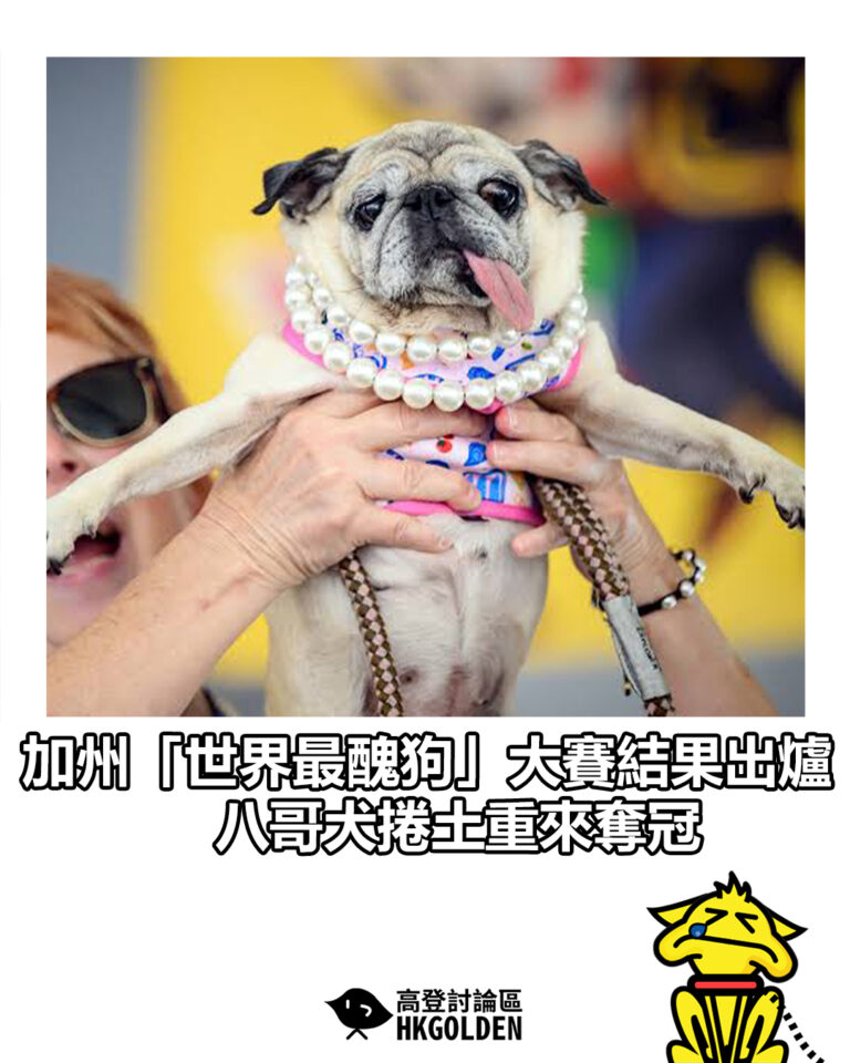 【加州「世界最醜狗」大賽結果出爐 八哥犬捲土重來奪冠】 【加州「世界最醜狗」大賽結果出爐 八哥犬捲土重來奪冠】